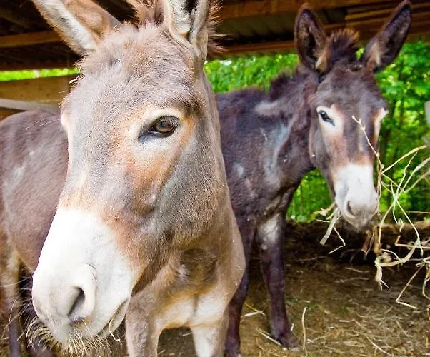 Boutique Pucinum Villa *